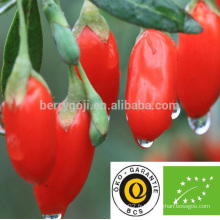 Baies de goji bio séchés au soleil